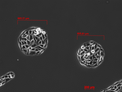 Nanobiosensorics Department